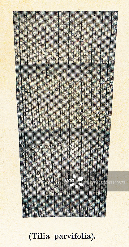 老式雕刻插图，描绘了椴树（Tilia parvifolia）横截面放大12倍的图像图片素材