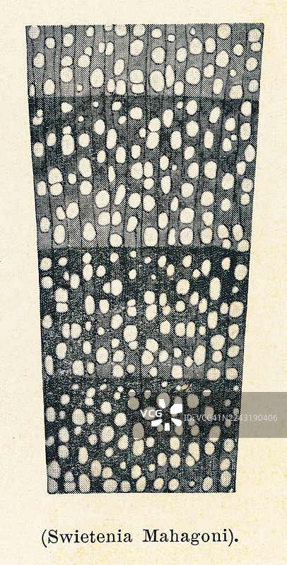 老式蚀刻插图，放大了 12 倍的木材横截面 - 桃花心木图片素材