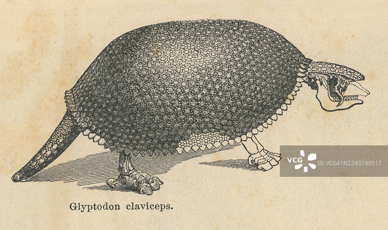 雕版插画：雕齿兽（Glyptodon clavipes）——一种已灭绝的大型食草犰狳，生活在距今约250万年前的更新世至约11000年前的全新世早期。图片素材
