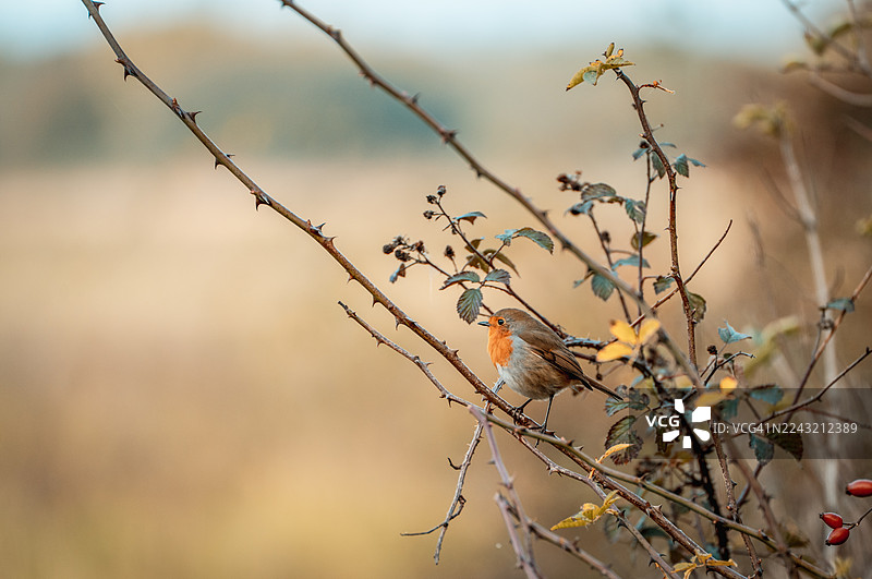 栖木上的知更鸟图片素材