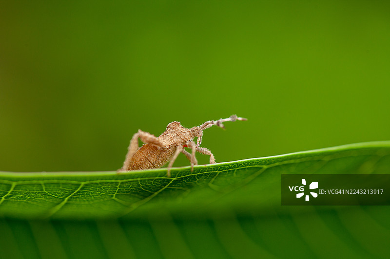 一只虫子在一片绿叶的叶片上爬行图片素材