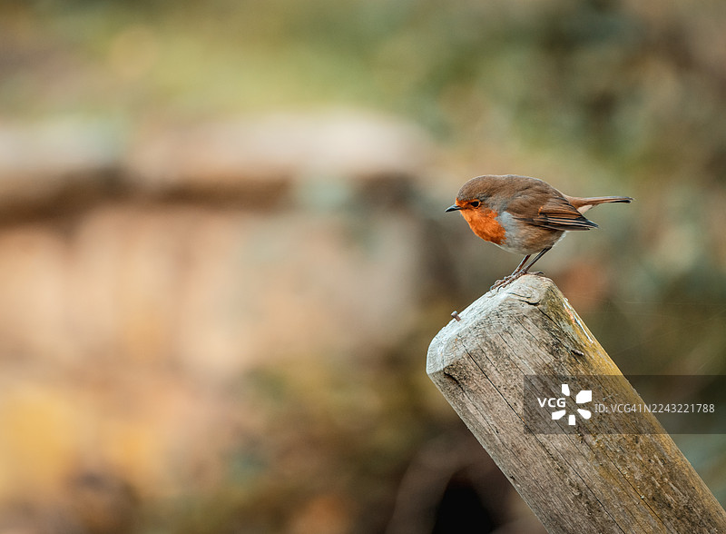 栖木上的知更鸟图片素材
