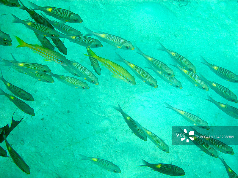 金带拟鹦嘴鱼和拟羊鱼图片素材