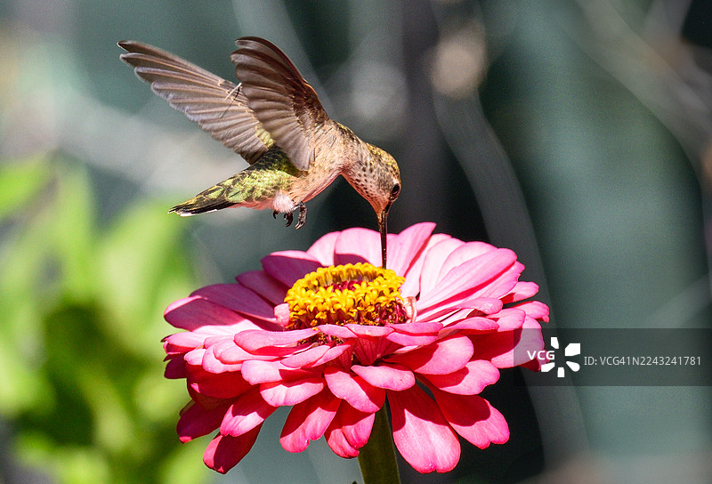 雌性安娜蜂鸟正在粉红色的百日草花朵上觅食。图片素材