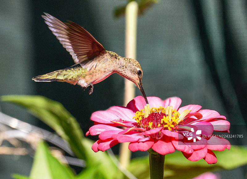 雌性安娜蜂鸟正在粉红色的百日草花朵上觅食。图片素材