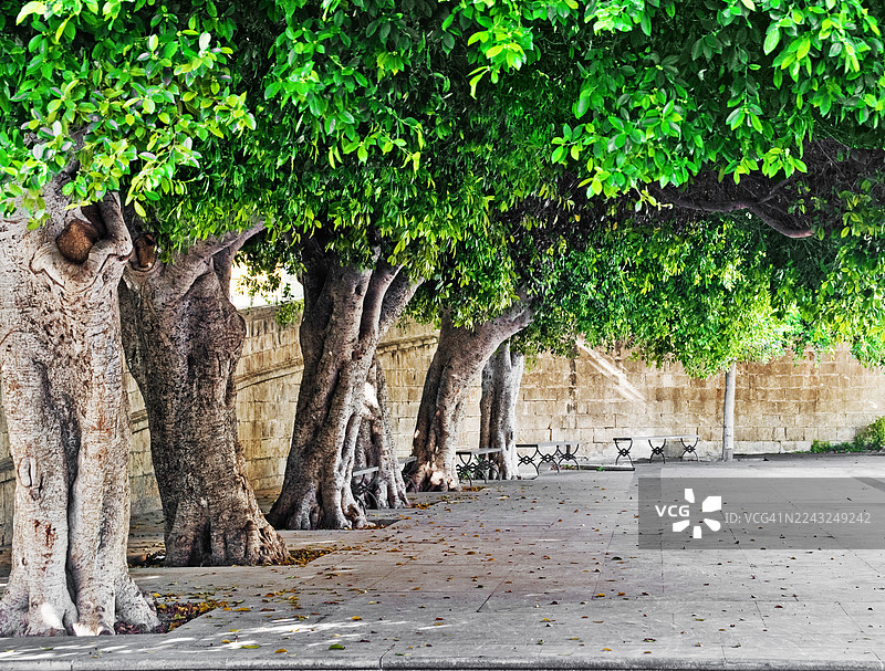 西西里岛诺托历史中心，四周环绕着巨大的橡树的小广场。图片素材