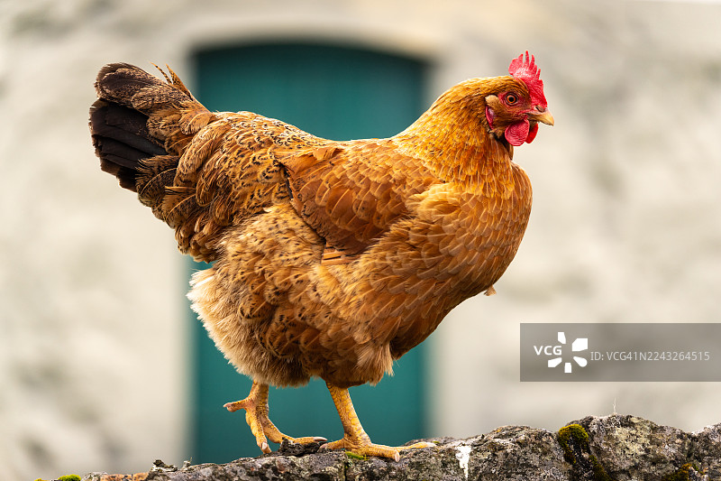 法罗群岛石头墙上的母鸡。图片素材