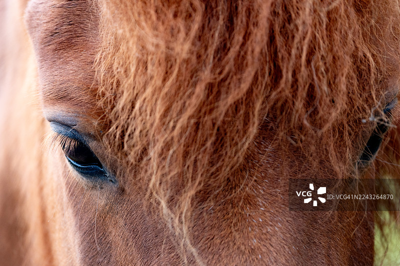 法罗群岛马匹面部和眼睛特写图片素材