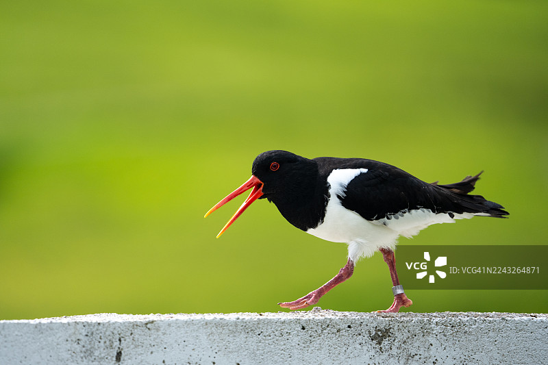 墙上的鸟。法罗群岛的蠣鹬。图片素材