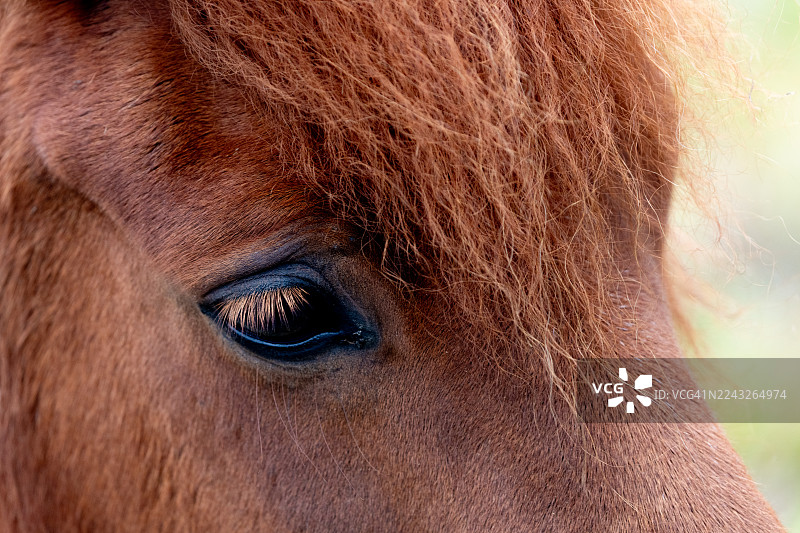 法罗群岛马匹面部和眼睛特写图片素材