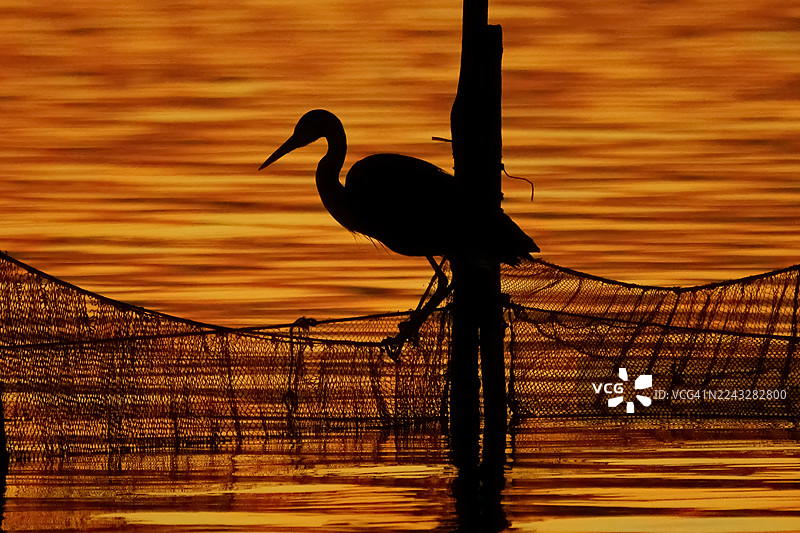 傍晚时分，一只灰鹭正在捕鱼图片素材