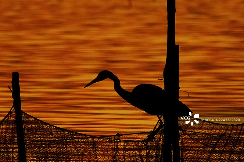 日落时分，一只灰鹭正在捕鱼图片素材
