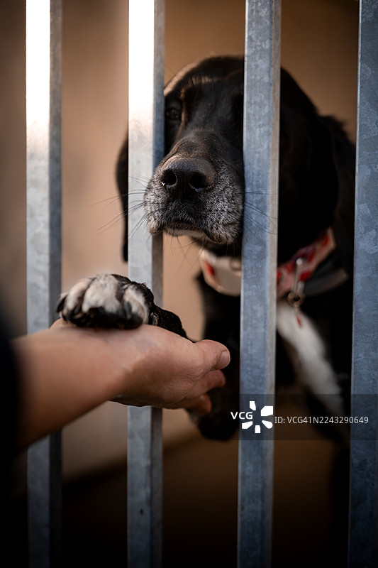 动物收容所里的一只狗狗伸出爪子，希望能被领养。图片素材
