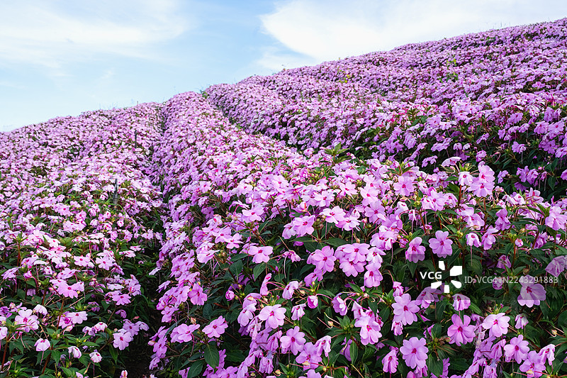 粉色花田图片素材