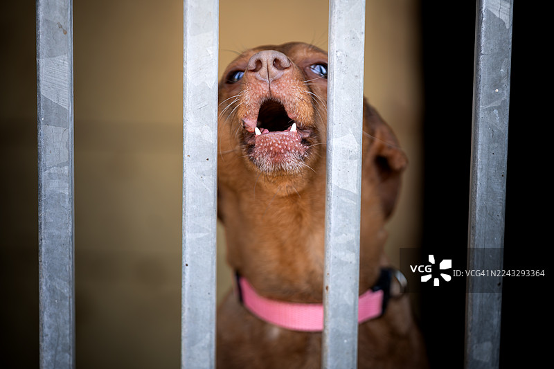 一只狗狗在收容所的栏杆后悲伤地哭泣图片素材
