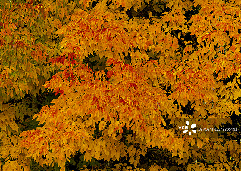 戏剧性的秋日色彩图片素材