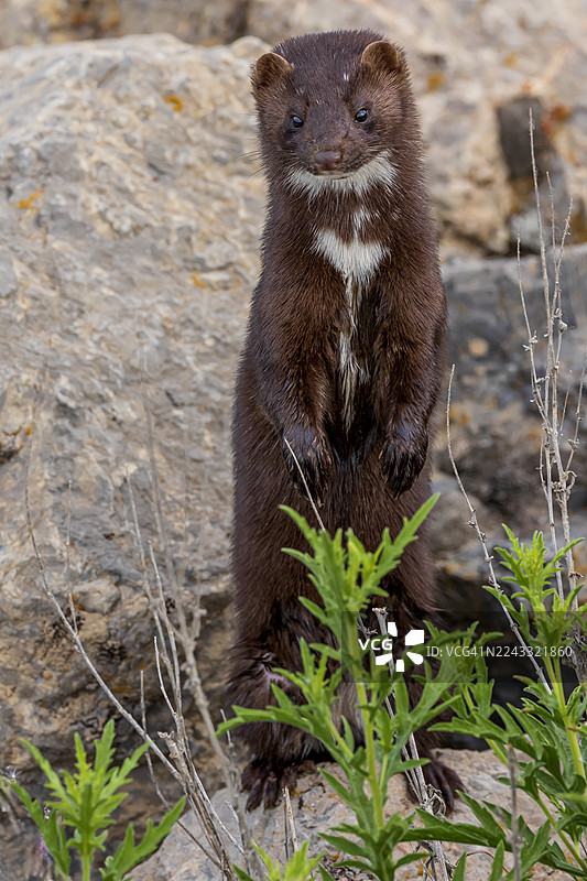 摆姿势的貂图片素材