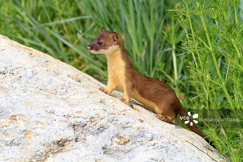 小小猎人图片素材