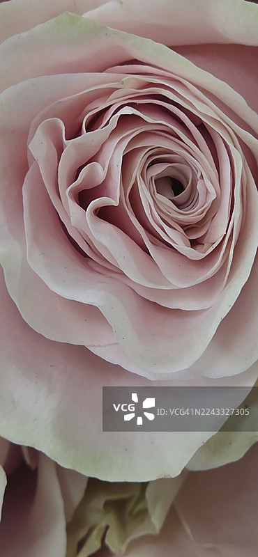 粉红玫瑰图片素材