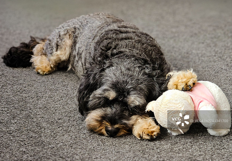 熟睡的卡瓦普图片素材