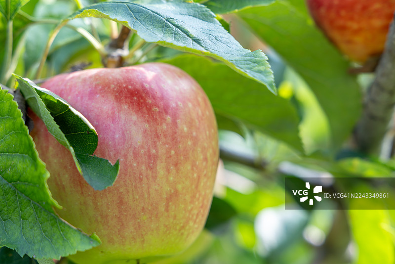 一棵长满果实的苹果树图片素材