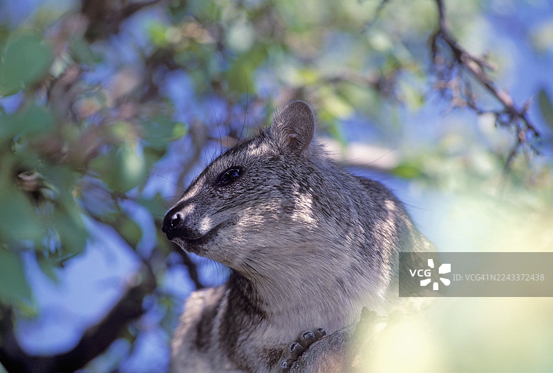 岩兔，塞伦盖蒂图片素材