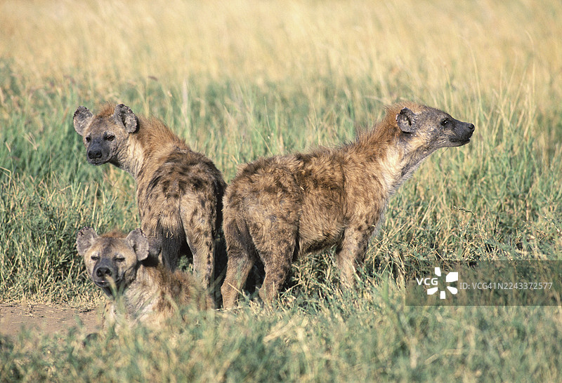 斑鬣狗在其位于塞伦盖蒂的巢穴中图片素材