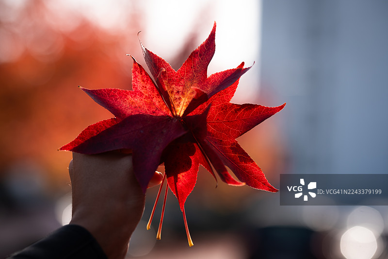 阳光下手握红枫叶 | 秋季象征暖色调图片素材