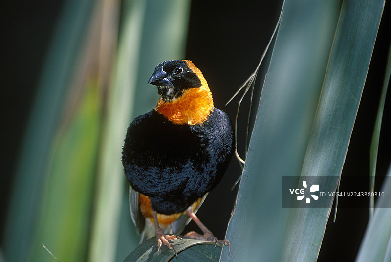 南方红衣主教图片素材