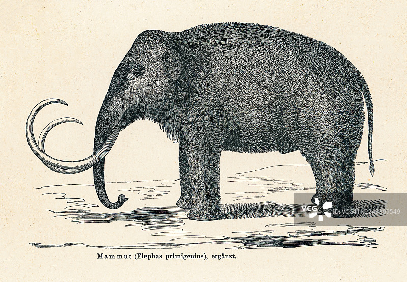 古老的羊毛猛犸象（Mammuthus primigenius）雕版插画，一种已灭绝的猛犸象物种，曾生活从中更新世至全新世灭绝时期图片素材