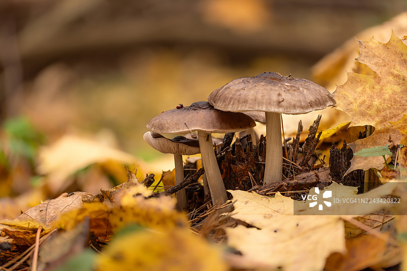 秋天的蘑菇散落在落叶中，营造出宁静的森林景象图片素材