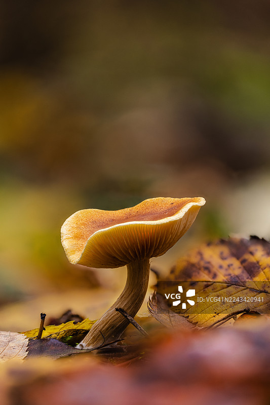 秋季蘑菇生长在落叶之间，宁静的森林地面——特写微距拍摄图片素材