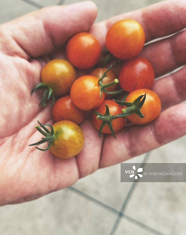 手握一串樱桃番茄图片素材