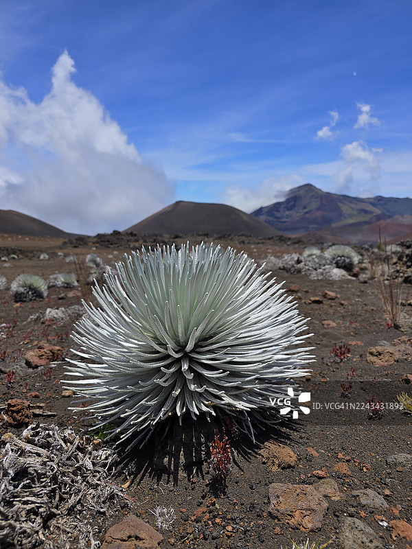 哈雷阿卡拉银剑图片素材