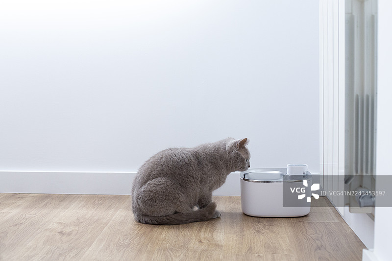 一只灰猫正在喷泉里喝水图片素材
