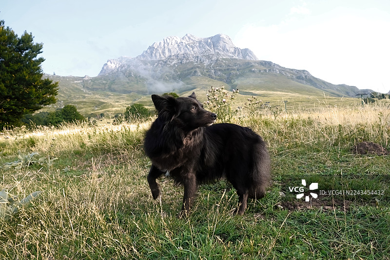 意大利格兰萨索山与一只黑色小狗图片素材