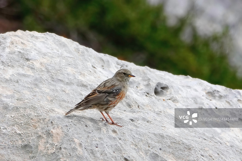 高山岩鹨 (Prunella collaris)图片素材