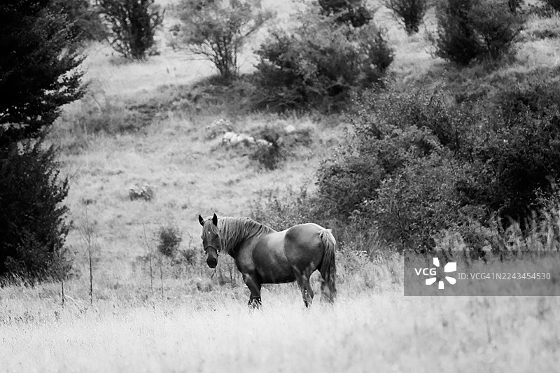 正在吃草的马图片素材