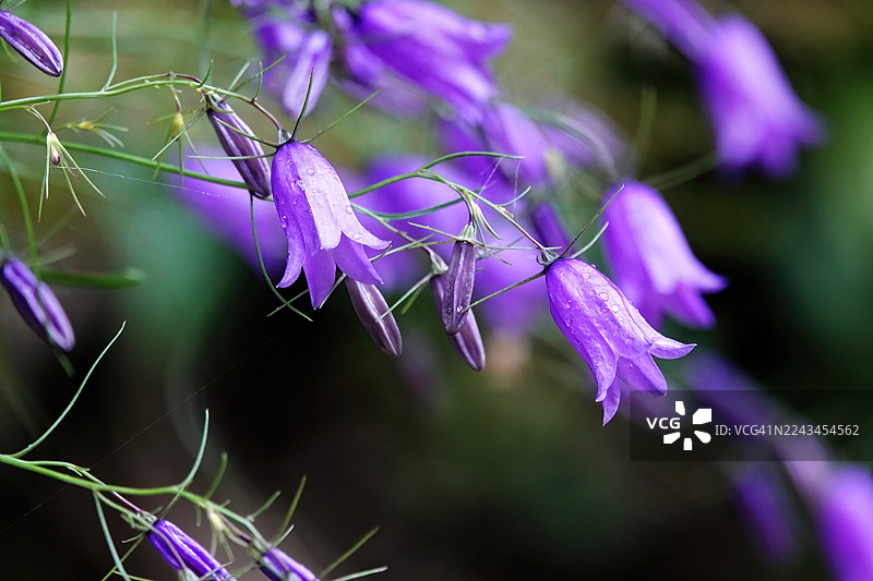 爬行风铃草“Campanula rapunculoides”图片素材