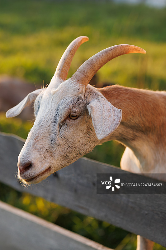 夕阳暖光下，木栅栏后的山羊肖像图片素材