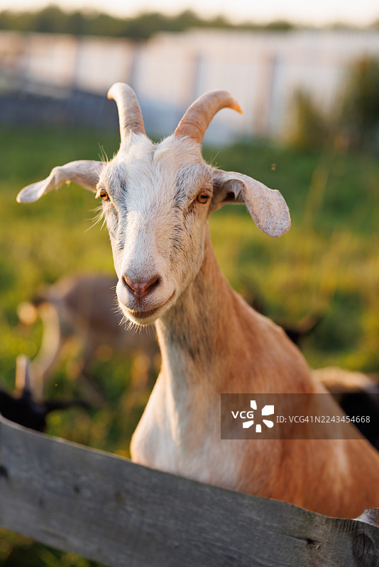 夕阳余晖下，木栅栏后的山羊肖像图片素材
