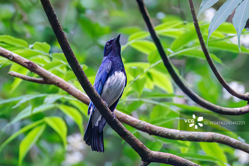 蓝喉姬鹟,Cyanoptila cyanomelana。一只快乐的蓝色小鸟在泉水中沐浴。野生鸟类。观鸟,日本山梨县富士吉田市大菩萨泉 - 2025图片素材