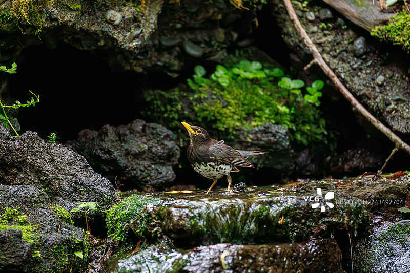 日本灰鸫（Turdus cardis）在日本山梨县富士吉田市大鸟之泉沐浴。野鸟。观鸟。2025。图片素材