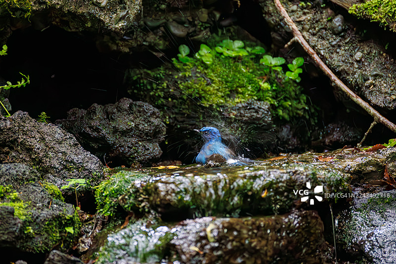 蓝喉歌鸲(Cyanoptila cyanomelana,鸲科)。快乐的蓝鸟。在泉水中沐浴。野生鸟类。观鸟,日本山梨县富士吉田市大曲泉 - 2025图片素材