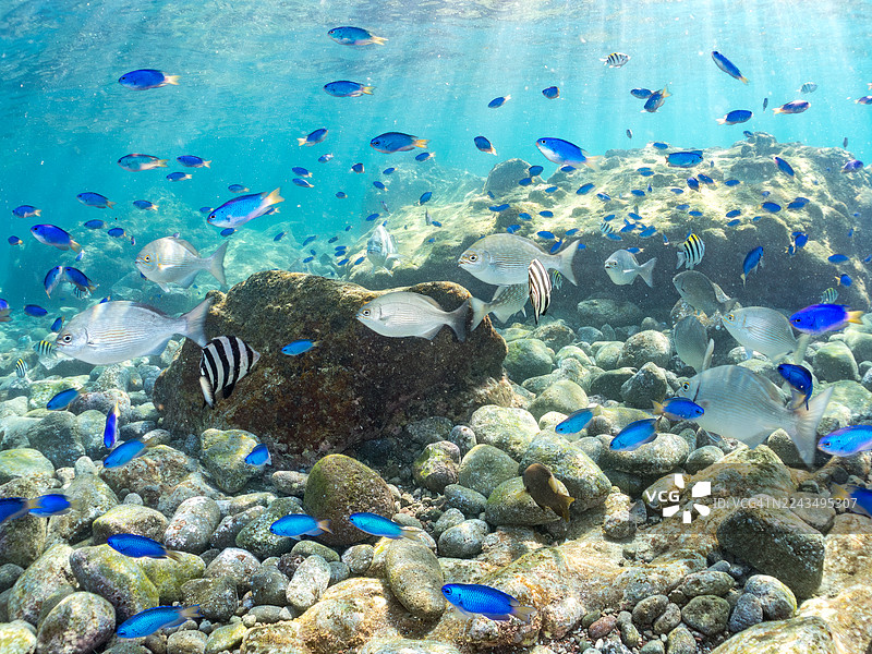 鹦鹉鱼、黑毛鱼、斑纹海鲫、厚唇海鲫、金鳞海鲫等鱼群。静冈县南伊豆町弓滨海滩、中木港。图片素材