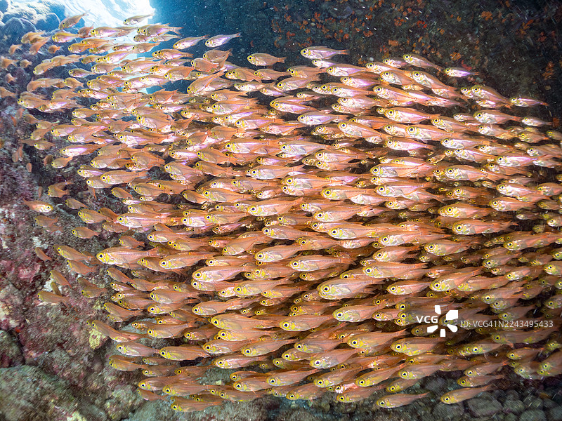 矮鳍鱼，兰氏小鳞鱼，幼鱼。及其他。鱼群。日本静冈县伊豆半岛南伊豆町仲木港Hirizo海滩 - 2025图片素材