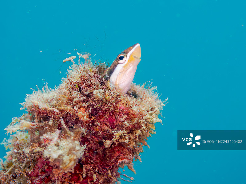 钢琴鱼，生活在管道中。日本静冈县伊豆半岛南伊豆町的平野海滩，中木港 - 2025图片素材