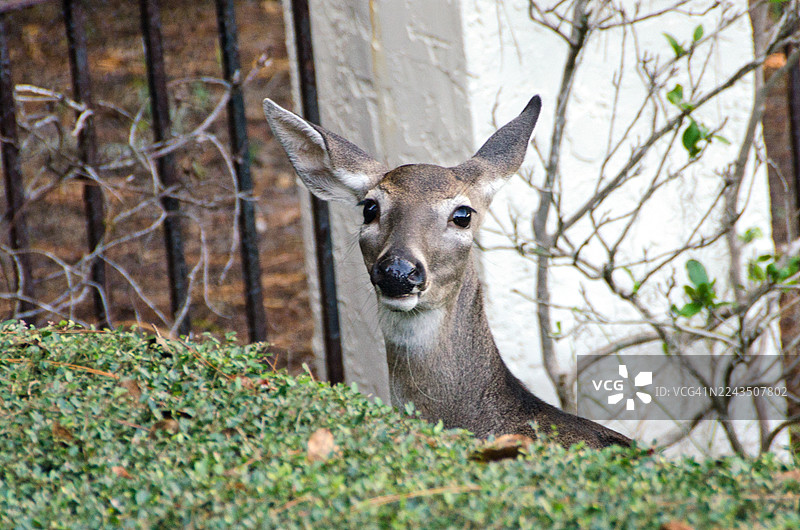 后院里的一岁白尾鹿图片素材
