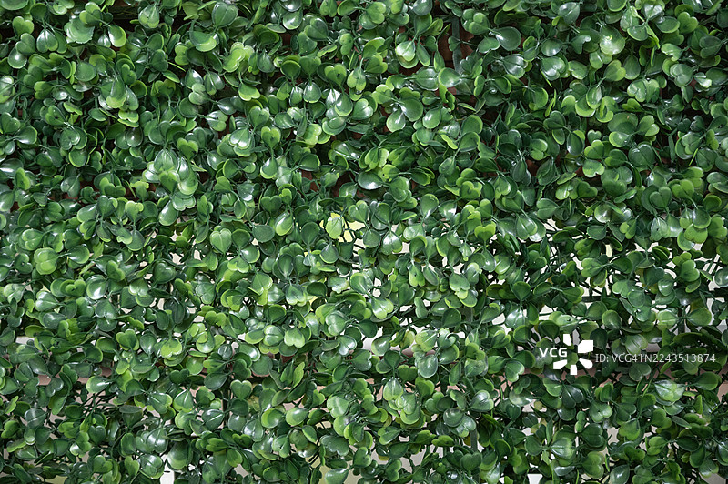 全画幅拍摄的建筑外墙上的人工植物叶子塑料板图片素材