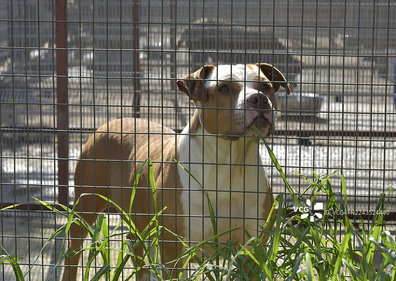 救助中心狗狗图片素材